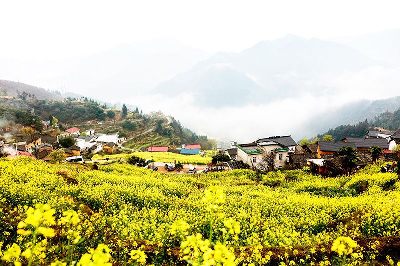 胡捷生--油菜花-.jpg