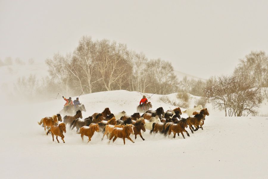 4.姚映雪-草原奔马.jpg